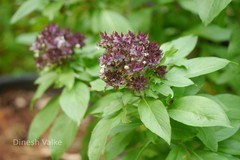 Ocimum basilicum var. thyrsiflorum